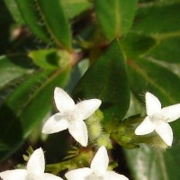 Knoxia spicata (Thwaites ex Trimen) Ridsdale